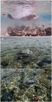 Evidence of hawksbill turtle (Eretmochelys imbricata) depredation on fish caught in gillnets